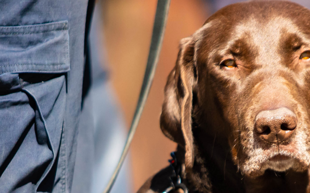 Cannabis Laws Changes in Maryland Impact Drug Dog Alerts