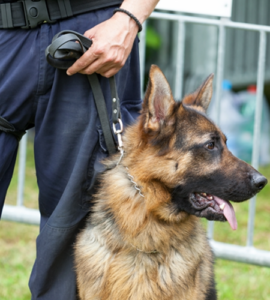 Vehicle Searches Drug Sniffing Dog Retraining